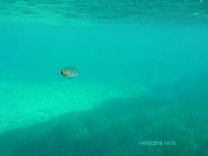 Ένα μελανούρι με δύο θαλάσσιες ψείρες - παράσιτο που κολλάει στα ψάρια - κοντά στην ουρά του.